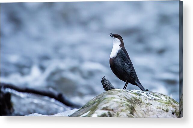 Dipper's Call Acrylic Print featuring the photograph Dipper's Call by Torbjorn Swenelius