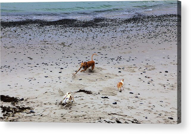 Dog Days Of Summer Acrylic Print featuring the photograph Dog Days Of Summer by Viktor Savchenko