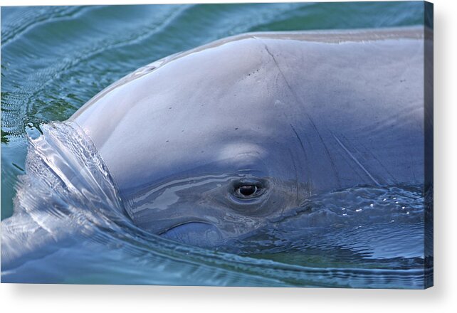 Dolphin Acrylic Print featuring the photograph Dolphin by Ty Helbach