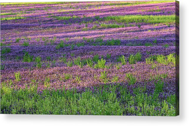 Spring Acrylic Print featuring the photograph Dreaming of France by Holly Ross