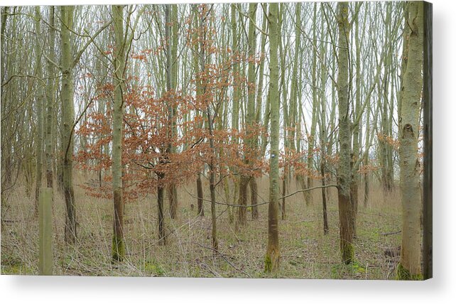 Trees Acrylic Print featuring the photograph Dualing Trees by Matthew Bamberg