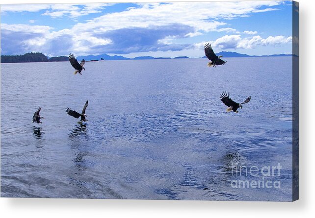 Eagle Acrylic Print featuring the photograph Eagle Frenzy II by Louise Magno