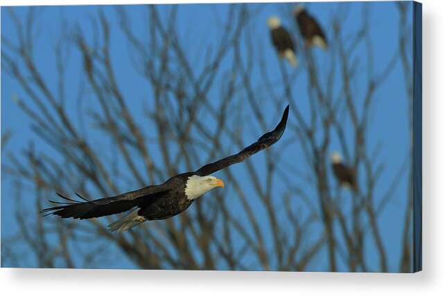 Eagle Acrylic Print featuring the photograph Eagle Gang by Coby Cooper