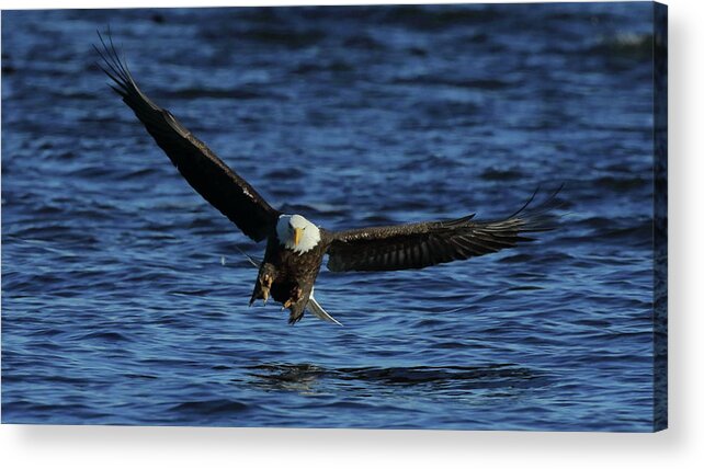 Eagle Acrylic Print featuring the photograph Eagle with talons up by Coby Cooper