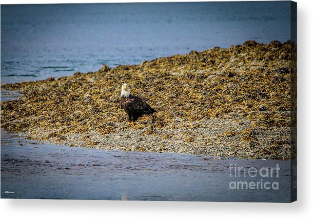 Eagles Acrylic Print featuring the photograph Eagles in Sitka Alaska by Veronica Batterson