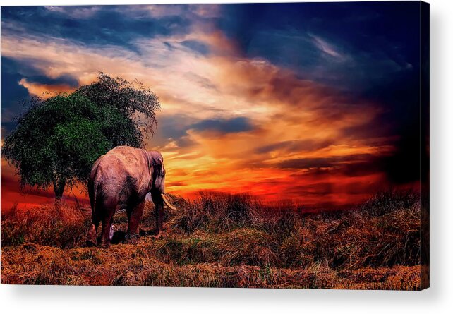 Elephant Acrylic Print featuring the photograph Elephant At Sunset by Mountain Dreams