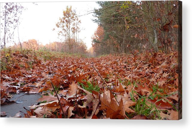 Leaves Acrylic Print featuring the photograph Fallen Leaves by Lukasz Ryszka