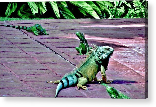 Iguana Acrylic Print featuring the photograph Family of Iguanas by Eileen Brymer