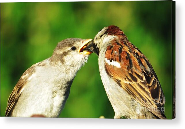 Sparrows Acrylic Print featuring the photograph Feeding Baby Sparrow 3 by Judy Via-Wolff
