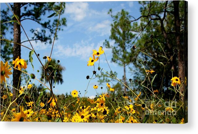 Landscape Acrylic Print featuring the photograph Field of Daisies at Corkscrew Swamp by Sheryl Unwin