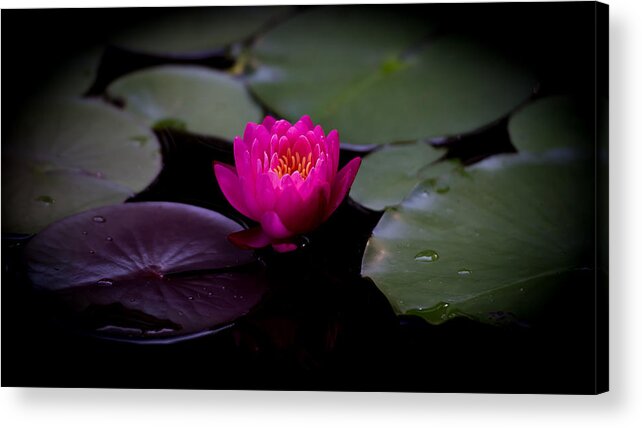 Pink Lily Acrylic Print featuring the photograph Fire Opal 1 by Jeff Partridge