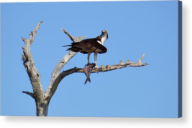 Osprey Acrylic Print featuring the photograph First Catch of the Day by Carol Bradley