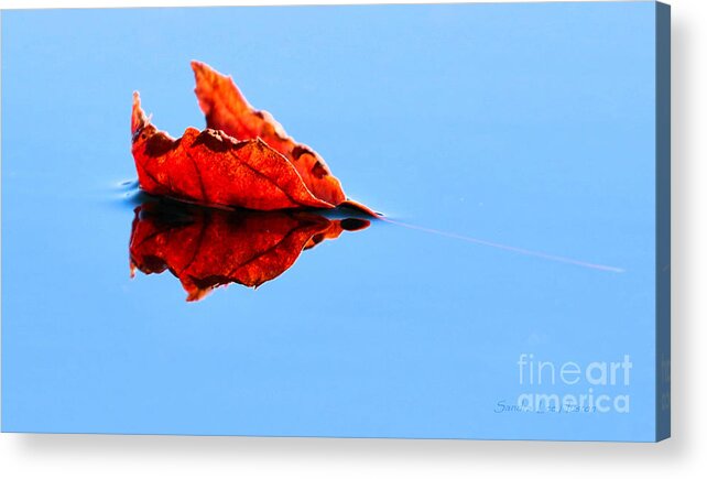 Minimalism Acrylic Print featuring the photograph First Fall Leaf by Sandra Huston