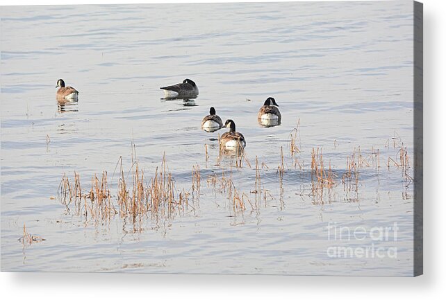 Goose Acrylic Print featuring the photograph Five Geese Swimming by Dianne Morgado