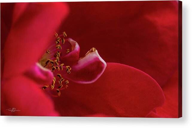Rosa 'flammentanz' Acrylic Print featuring the photograph Flammentanz by Torbjorn Swenelius