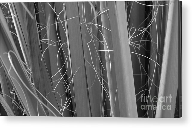 Black And White Energy Dynamic Contrast Acrylic Print featuring the photograph Flora Series 1-15 by J Doyne Miller