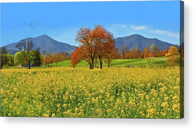 Peaks Of Otter Acrylic Print featuring the photograph Flowering Meadow, Peaks of Otter, Virginia. by The James Roney Collection