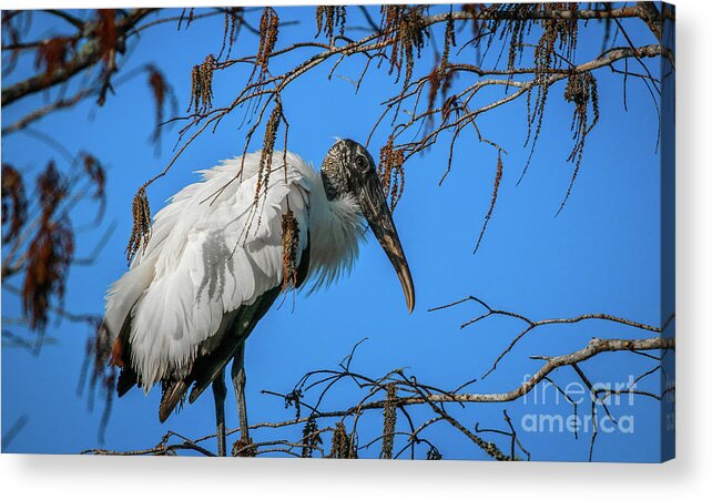Bird Acrylic Print featuring the photograph Fluffy Wood Stork by Tom Claud