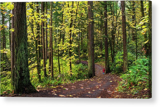 Trees Acrylic Print featuring the photograph Forest Pathway by John Christopher