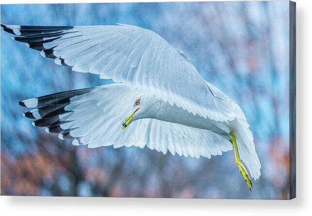 20170128 Acrylic Print featuring the photograph Forward Flight by Jeff at JSJ Photography