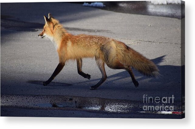 Red Fox Acrylic Print featuring the photograph Fox Trot by Johanne Peale