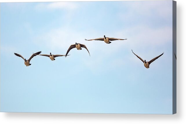 Birds In Flight Acrylic Print featuring the photograph Geese in Flight 2018 by Bill Wakeley