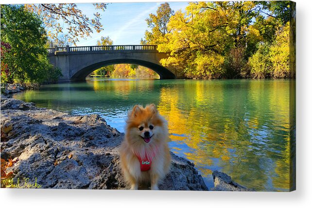 Pomeranian Acrylic Print featuring the photograph GeGe - Pure Pomeranian by Michael Rucker