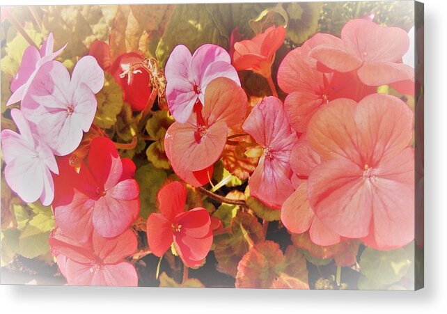 Geranium Acrylic Print featuring the digital art Geranium by Ann Johndro-Collins