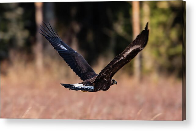 Golden Eagle Acrylic Print featuring the photograph Golden Eagle flying by Torbjorn Swenelius