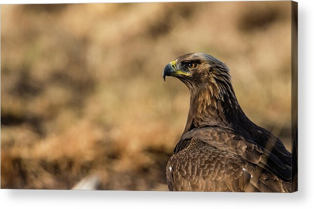 Golden Eagle Acrylic Print featuring the photograph Golden Eagle by Torbjorn Swenelius