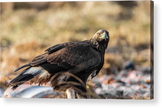 Golden Eagle Acrylic Print featuring the photograph Golden Eagle's Glance by Torbjorn Swenelius