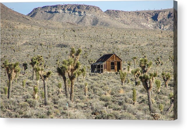 Joshua Acrylic Print featuring the photograph Goldpoint by Carl Moore