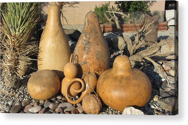 Gourds Acrylic Print featuring the photograph Gourds in the Sun by Barbara Prestridge