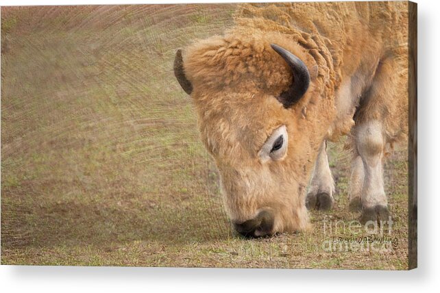 Digital Photography Acrylic Print featuring the photograph Grazing Buffalo by Laurinda Bowling