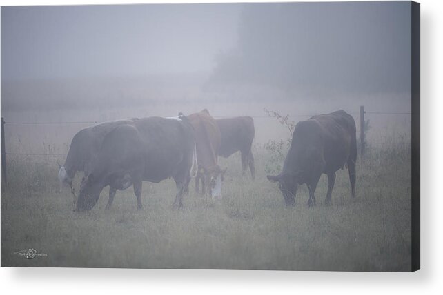 Cows Acrylic Print featuring the photograph Grazing cows in the mist by Torbjorn Swenelius