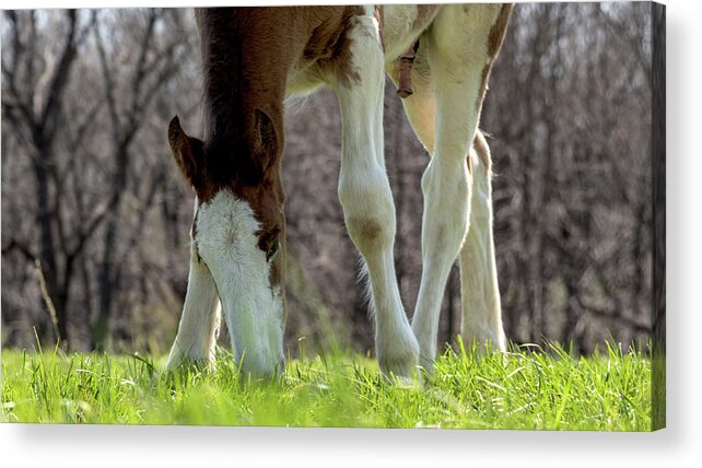 Horse Acrylic Print featuring the photograph Grazing by Holly Ross