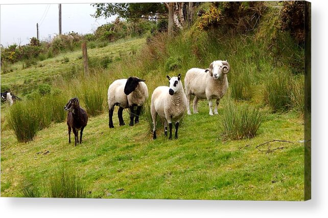  Acrylic Print featuring the photograph Grazing sheep by Sue Morris