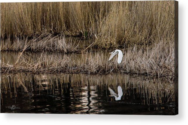 Great Egret Acrylic Print featuring the photograph Great Egret's flight to a new position by Torbjorn Swenelius