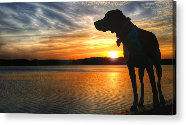 German Shorthair Acrylic Print featuring the photograph GSP Luminosity by Brook Burling