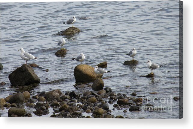 Gulls Acrylic Print featuring the photograph Gulls Resting by Donna L Munro