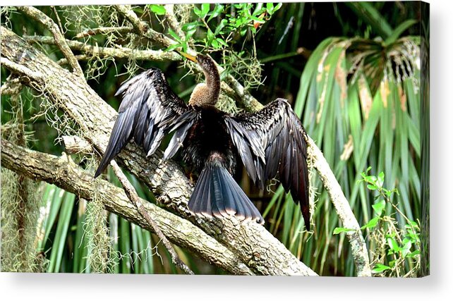 Anhinga Acrylic Print featuring the photograph Hanging Out to Dry by Carol Bradley