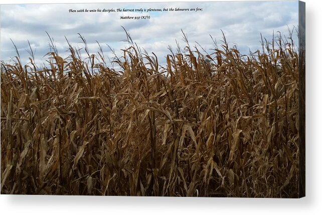  Valley Acrylic Print featuring the mixed media Harvest by Cliff Ball