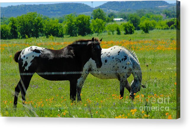 Horse Acrylic Print featuring the photograph Horse Buddies by Toma Caul