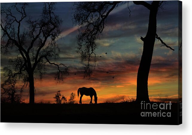 Horse Acrylic Print featuring the photograph Horse Sunrise and Oak Trees with Birds Pasture by Stephanie Laird