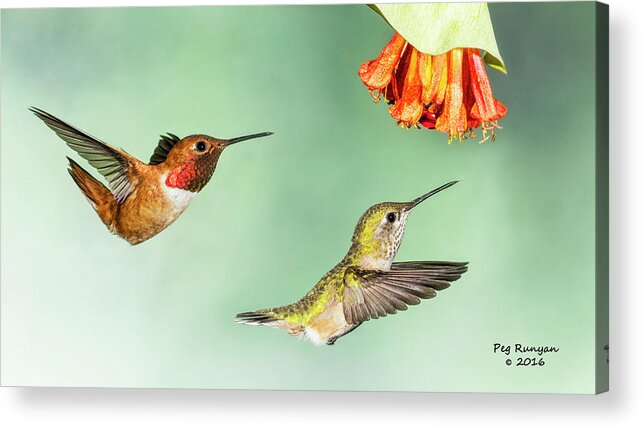 Hummingbirds Acrylic Print featuring the photograph Hot Wings by Peg Runyan