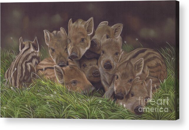 Wild Boar Acrylic Print featuring the painting Huddle of Humbugs by Karie-ann Cooper