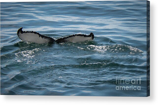Whale Acrylic Print featuring the photograph Humpback Tail Fins by Lorraine Cosgrove