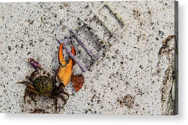 Crab Acrylic Print featuring the photograph If Only I Could Reach by Holly Ross
