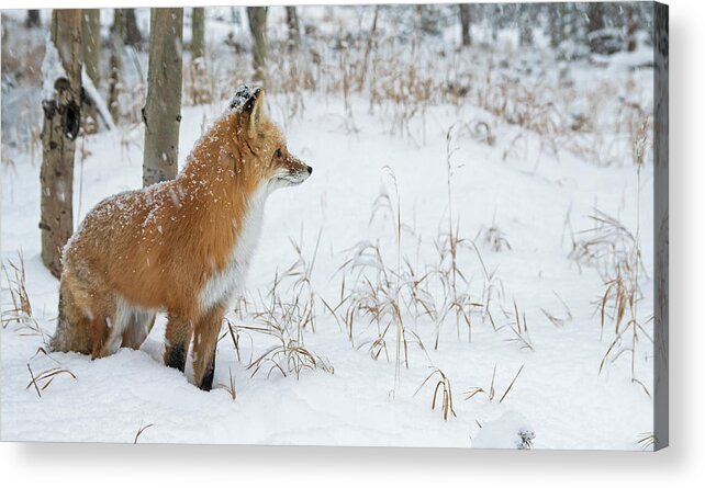 Fox Acrylic Print featuring the photograph In The Distance by Mindy Musick King