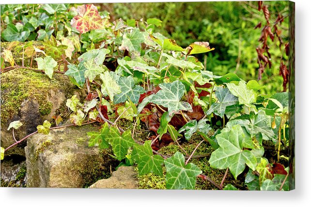 Ivy Acrylic Print featuring the photograph Ivy on Stones by Elena Perelman